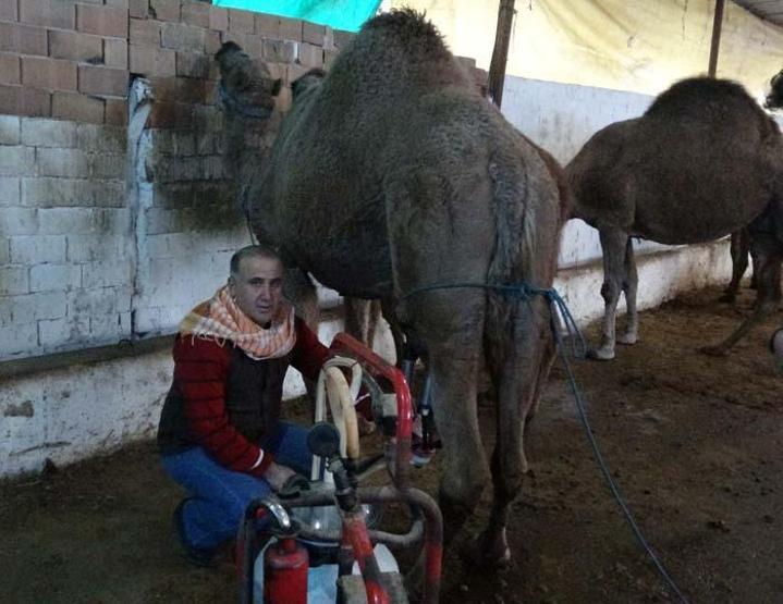 Kilosu 100 lira olan süte yoğun ilgi