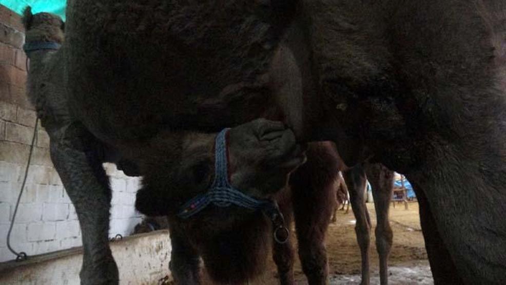 Kilosu 100 lira olan süte yoğun ilgi