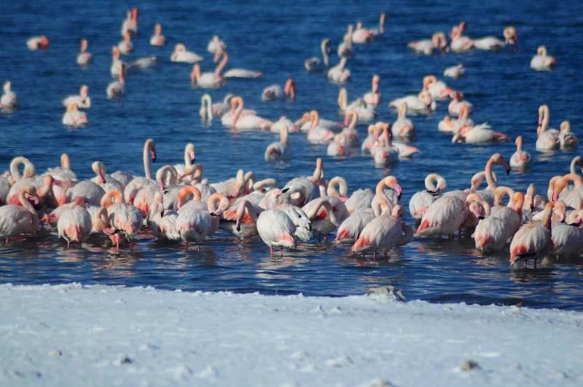 İvriz Baraj Gölünde 12 flamingo öldü