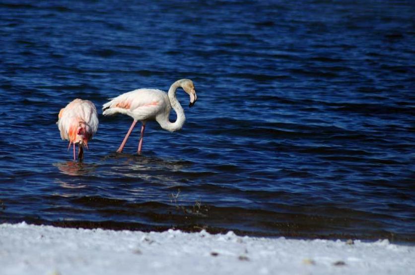 İvriz Baraj Gölünde 12 flamingo öldü
