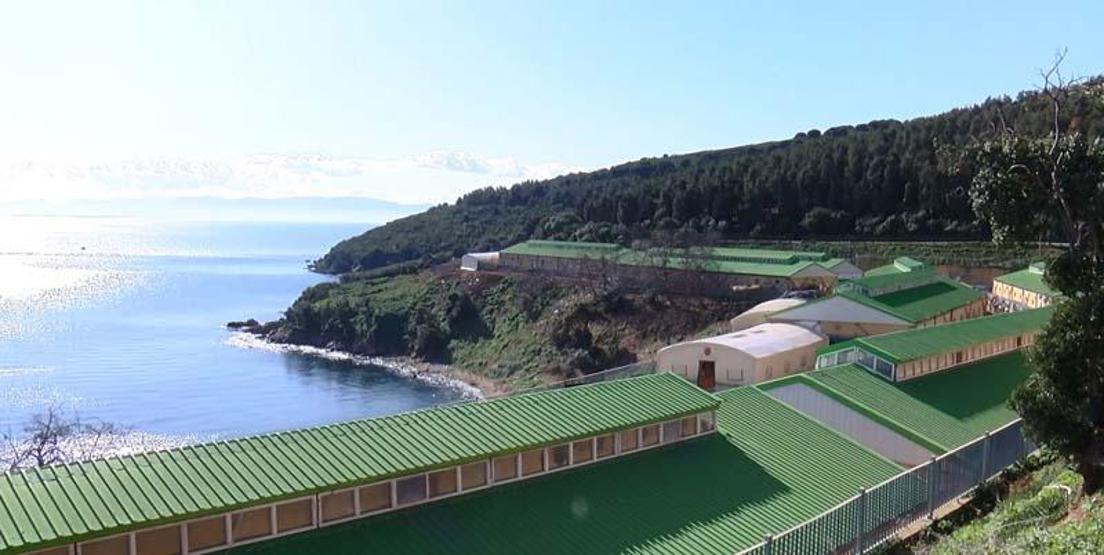 İBB, Adalarda at ve faytonları satın almaya başladı