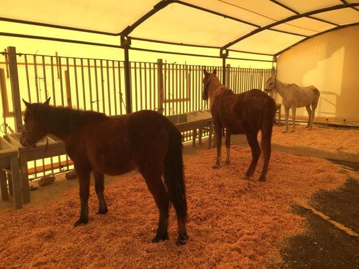 İBB, Adalarda at ve faytonları satın almaya başladı