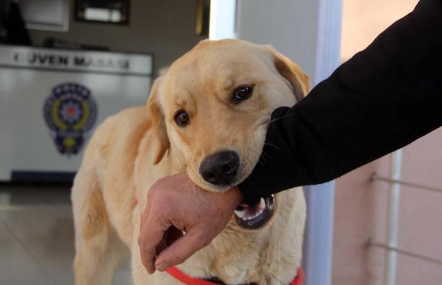 Kaybolan köpek polis karakoluna sığındı