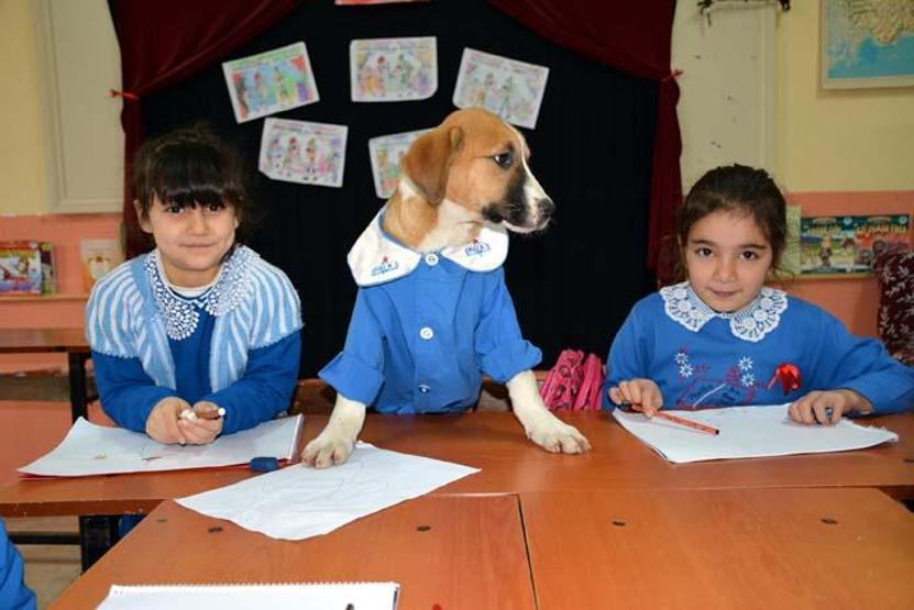 Okul forması giydirilen köpek sınıfın maskotu oldu