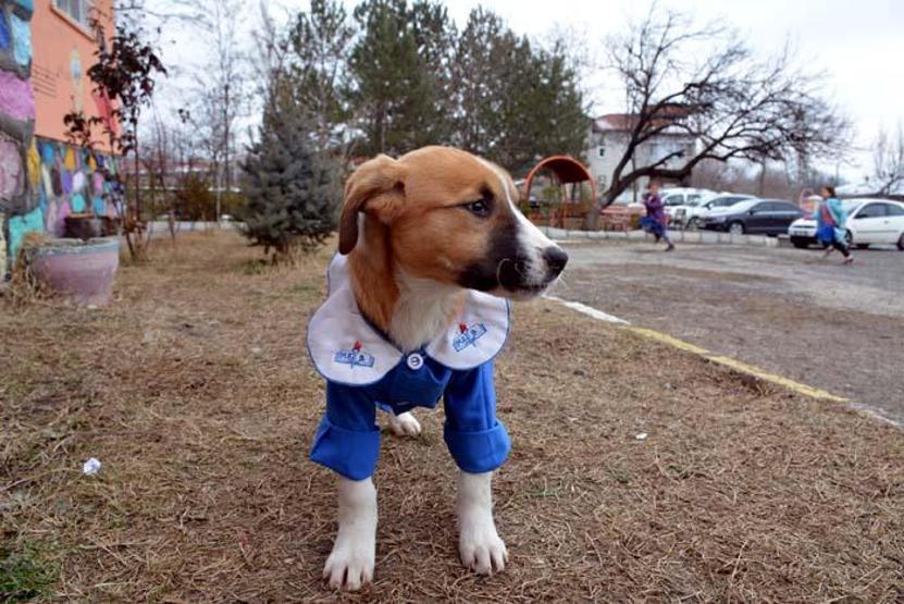 Okul forması giydirilen köpek sınıfın maskotu oldu