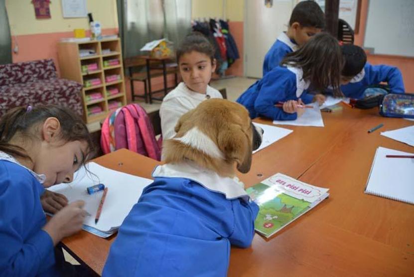 Okul forması giydirilen köpek sınıfın maskotu oldu