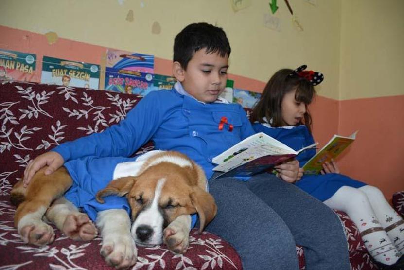 Okul forması giydirilen köpek sınıfın maskotu oldu