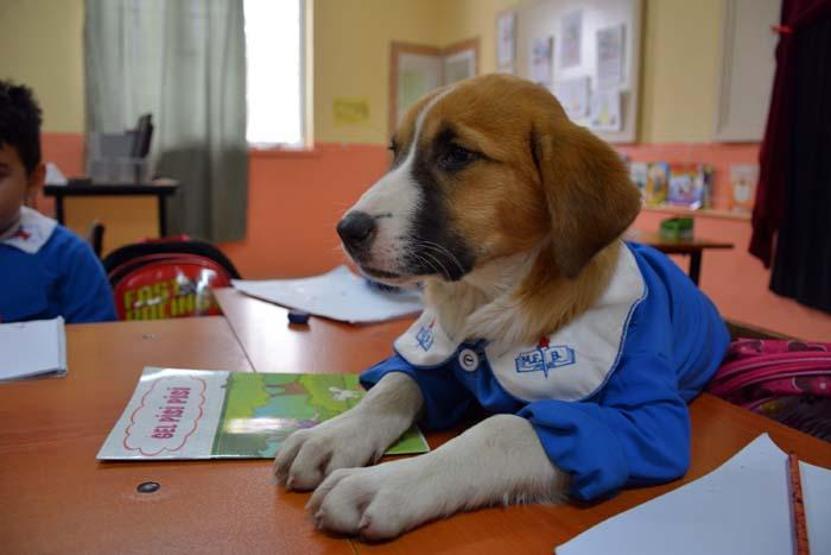 Okul forması giydirilen köpek sınıfın maskotu oldu