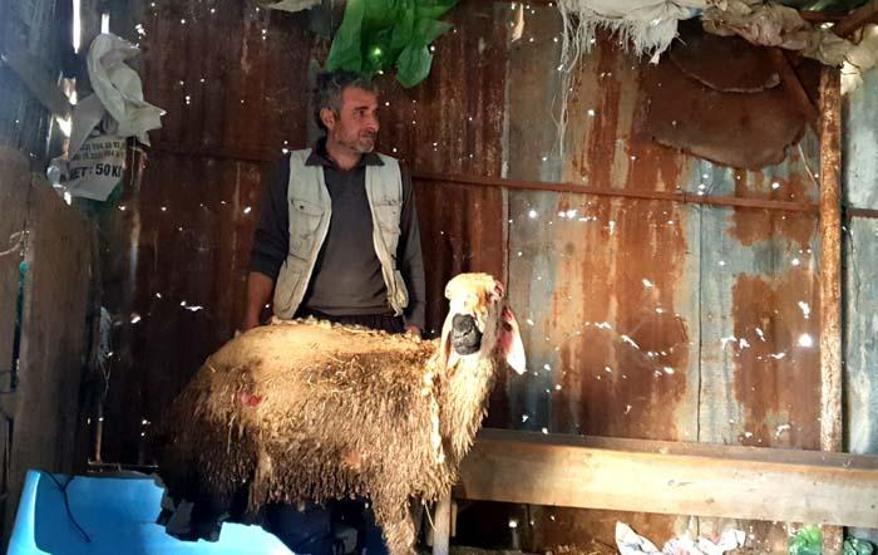Yangında koyunları telef oldu