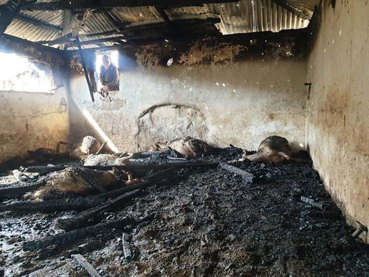 Yangında koyunları telef oldu