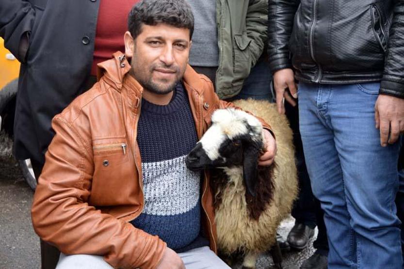 Peşini bırakmayan koyununu satmaktan vazgeçti