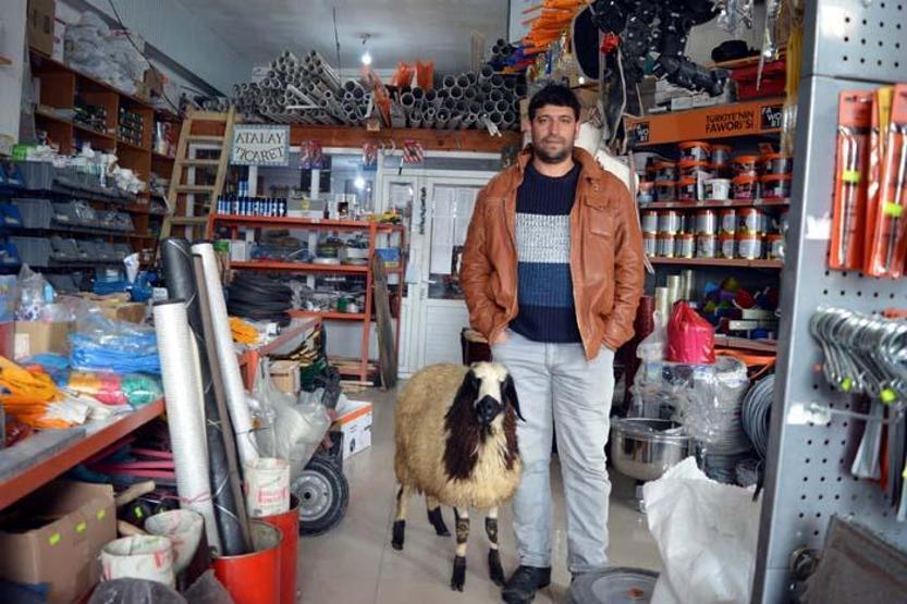 Peşini bırakmayan koyununu satmaktan vazgeçti