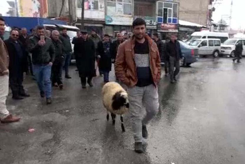 Peşini bırakmayan koyununu satmaktan vazgeçti