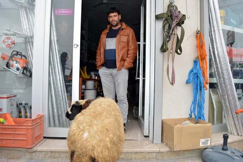 Peşini bırakmayan koyununu satmaktan vazgeçti