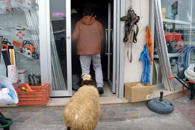 Peşini bırakmayan koyununu satmaktan vazgeçti