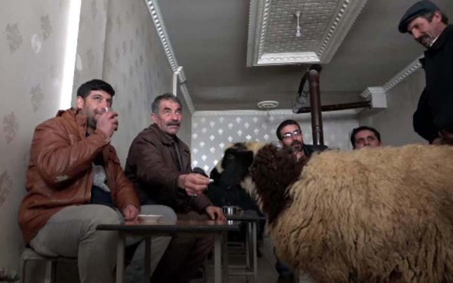 Peşini bırakmayan koyununu satmaktan vazgeçti