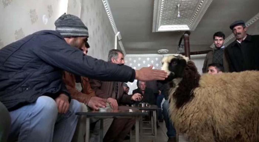 Peşini bırakmayan koyununu satmaktan vazgeçti
