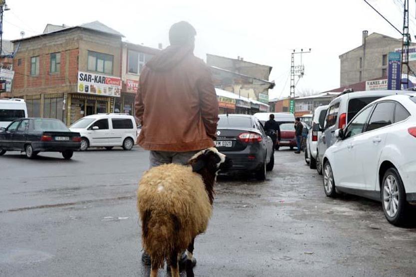 Peşini bırakmayan koyununu satmaktan vazgeçti