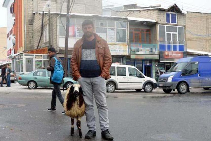Peşini bırakmayan koyununu satmaktan vazgeçti