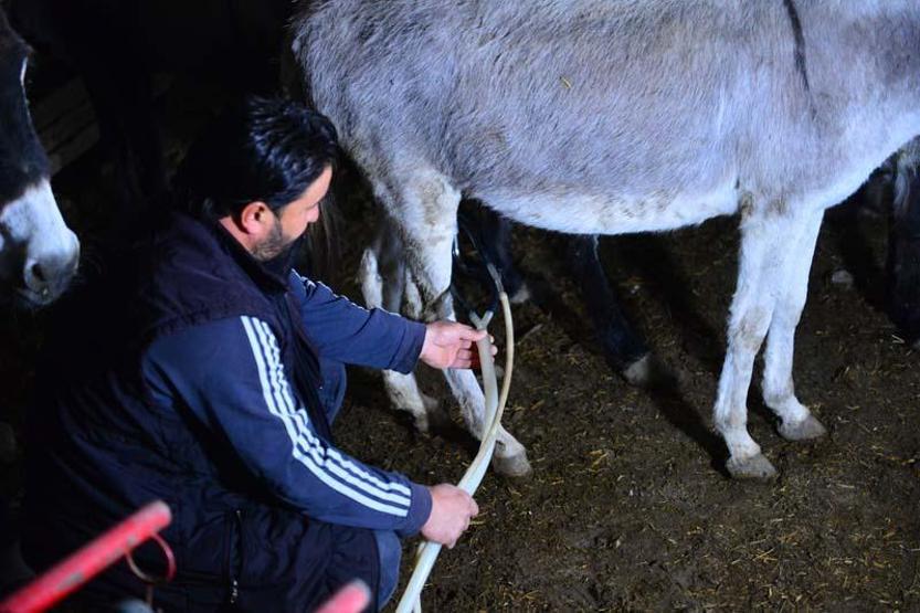 Litre fiyatı 150 lira olan eşek sütüne yoğun ilgi