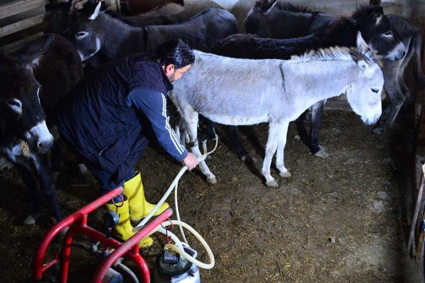 Litre fiyatı 150 lira olan eşek sütüne yoğun ilgi