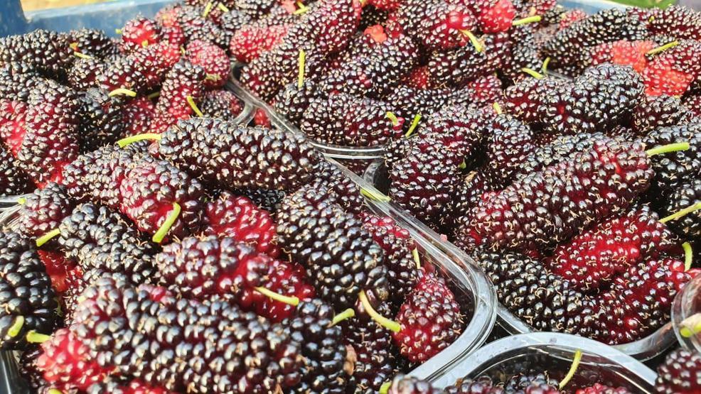 Yılın ilk karadutu Silifkeden Kilosu 15 lira