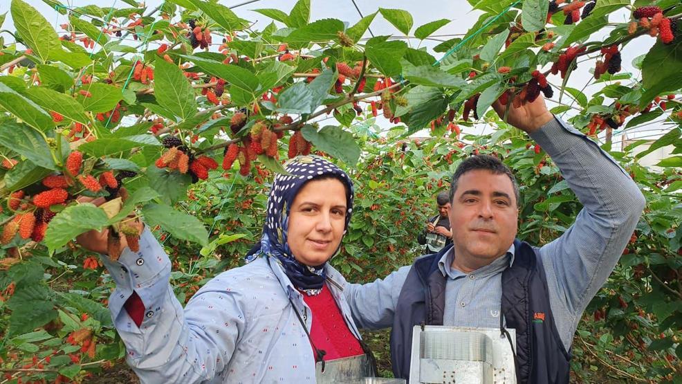 Yılın ilk karadutu Silifkeden Kilosu 15 lira