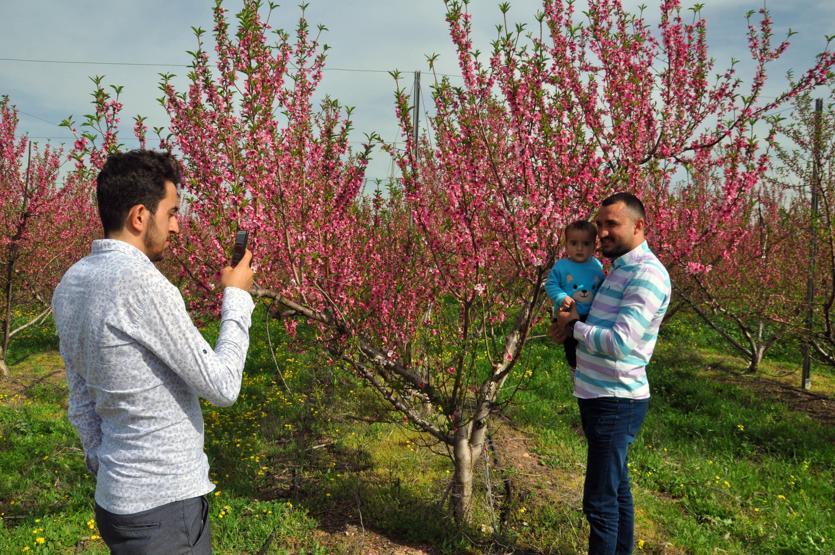 Amik Ovası, baharın gelişiyle rengarenk oldu