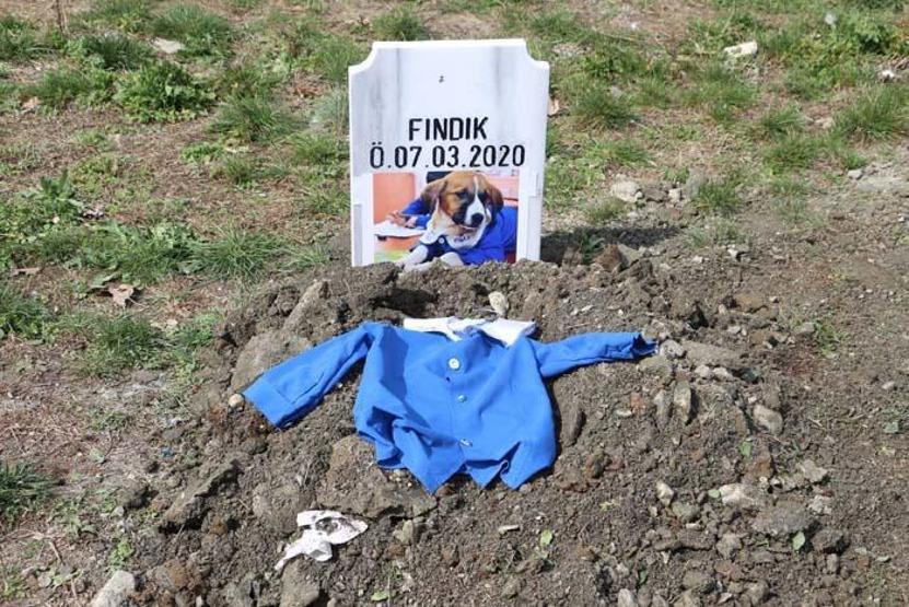Fındık Tokatta toprağa verildi