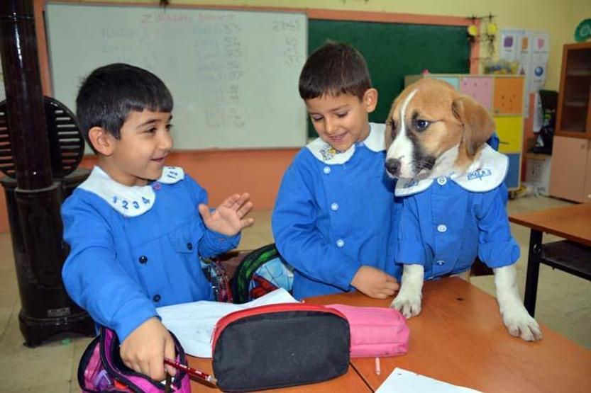 Fındık Tokatta toprağa verildi