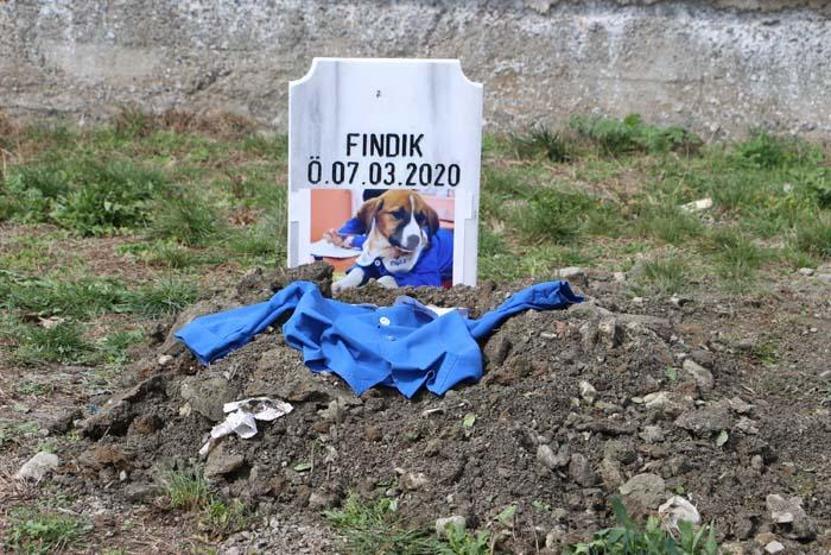 Fındık Tokatta toprağa verildi