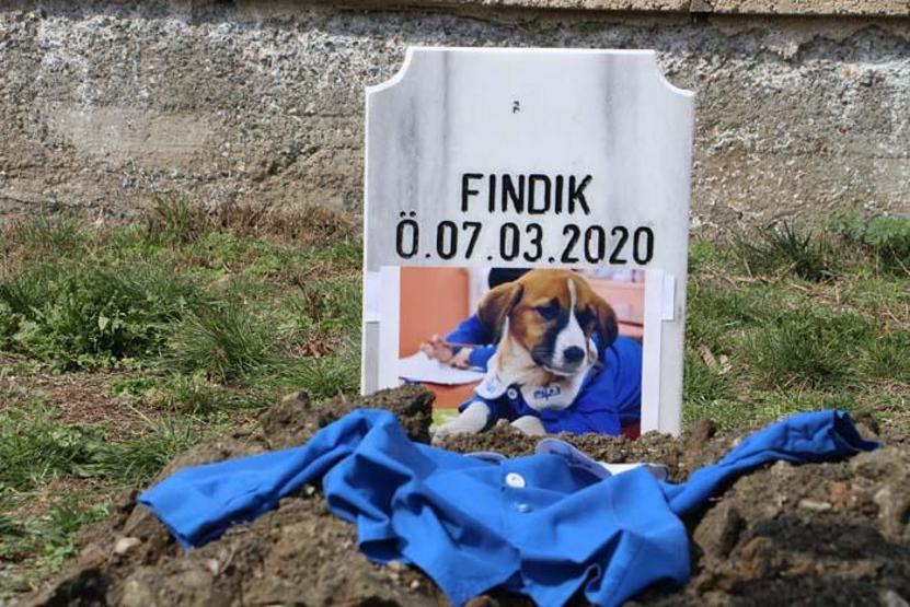 Fındık Tokatta toprağa verildi