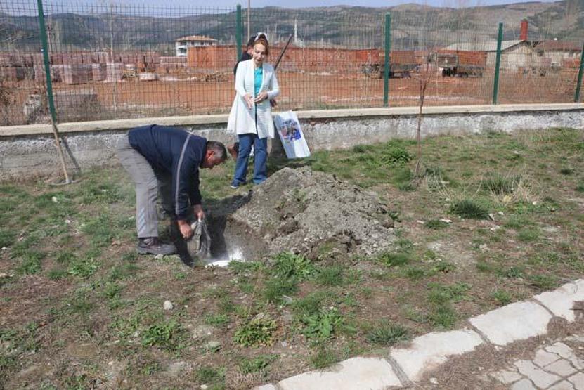 Fındık Tokatta toprağa verildi