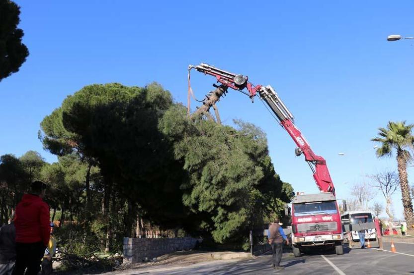 Faciadan dönüldü Yarım asırlık çam ağacı yola devrildi