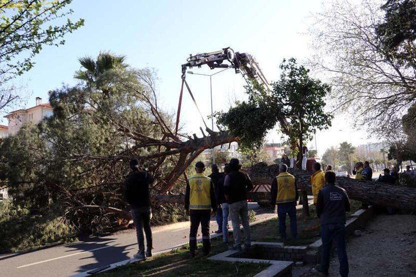 Faciadan dönüldü Yarım asırlık çam ağacı yola devrildi