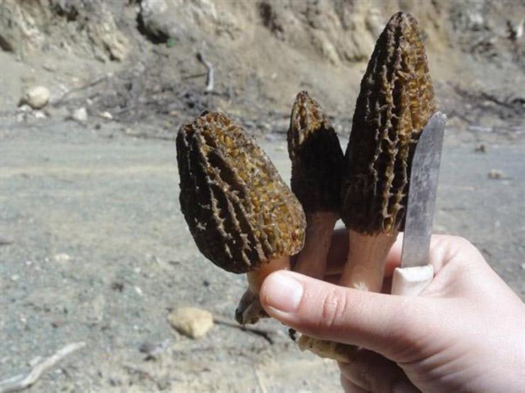 Bağışıklığı güçlendiriyor, kanser ve diyabeti önlüyor; Kuzugöbeği mantarı