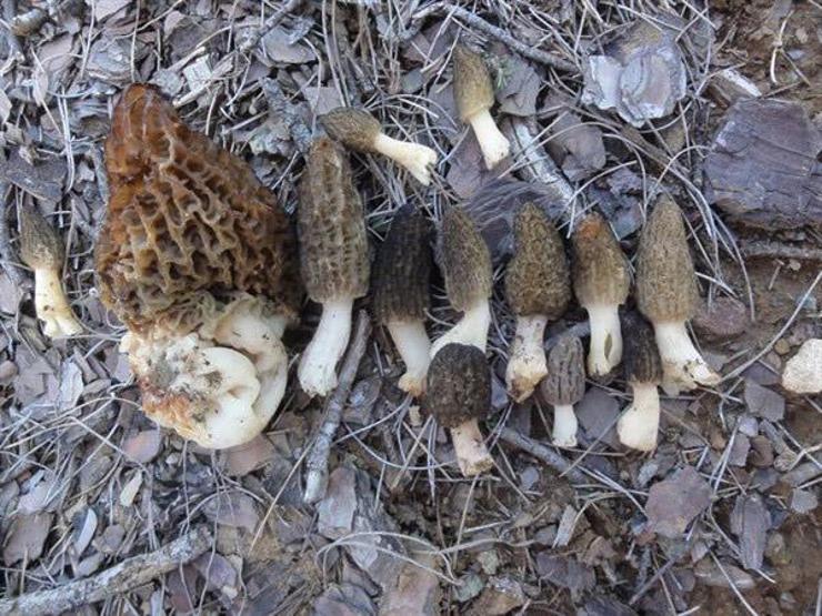 Bağışıklığı güçlendiriyor, kanser ve diyabeti önlüyor; Kuzugöbeği mantarı