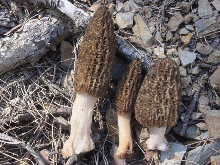Bağışıklığı güçlendiriyor, kanser ve diyabeti önlüyor; Kuzugöbeği mantarı