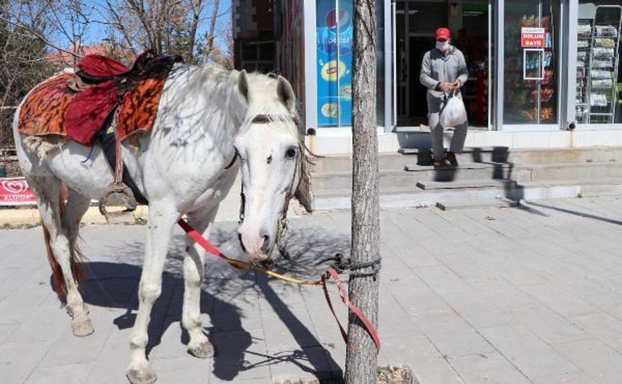 Cirit sporcusu, toplu taşıma yerine atını kullanıyor