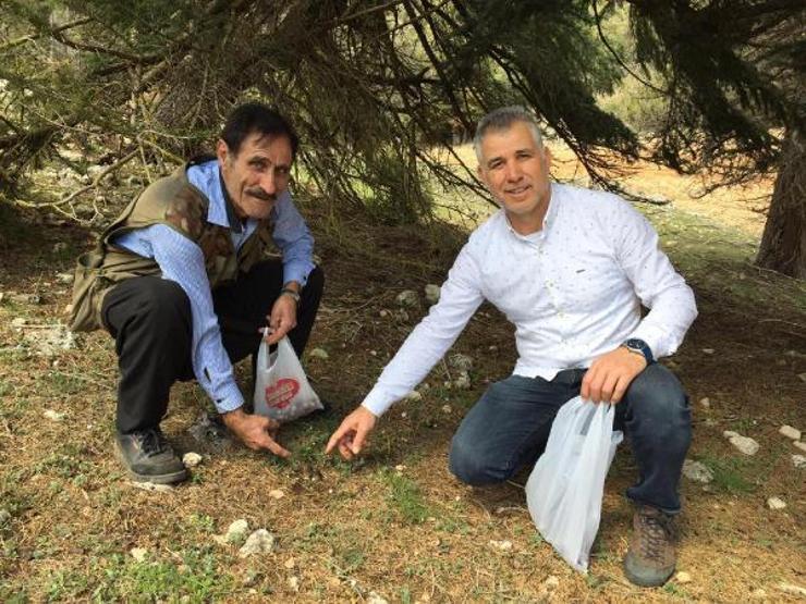 Bağışıklığı güçlendiriyor, hücreleri yeniliyor Kilosu 100 TL