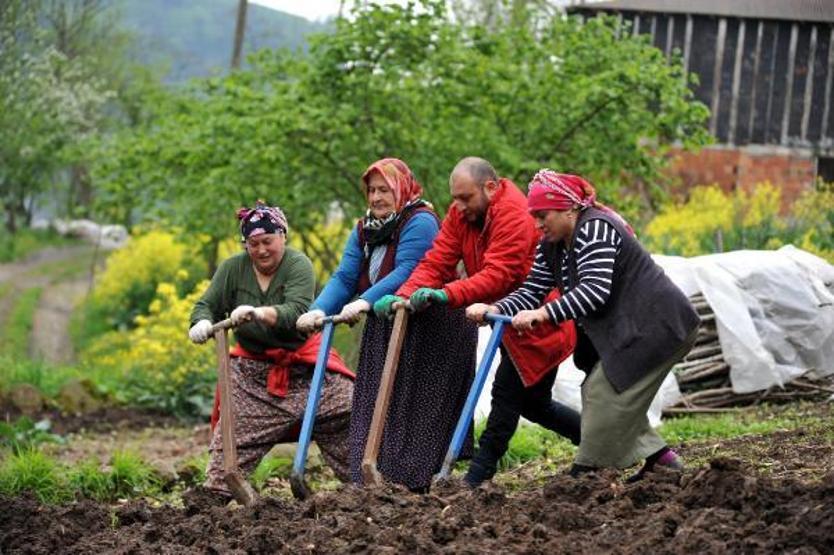Bahar geldi, Karadenizli kadınlar tarlalara çıktı
