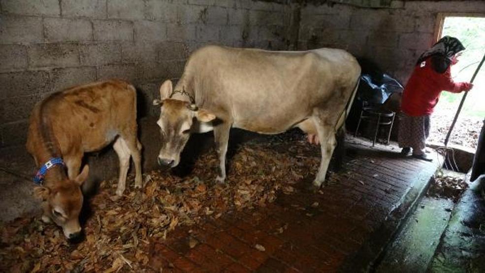 Bahar geldi, Karadenizli kadınlar tarlalara çıktı