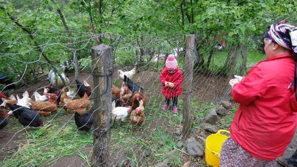 Bahar geldi, Karadenizli kadınlar tarlalara çıktı