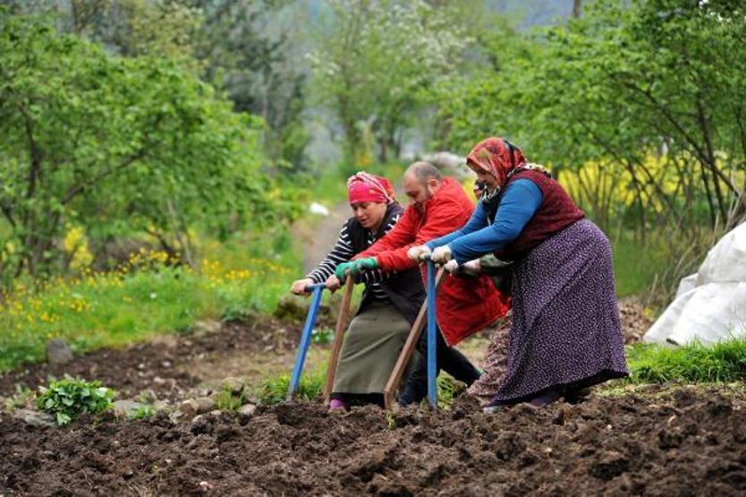 Bahar geldi, Karadenizli kadınlar tarlalara çıktı