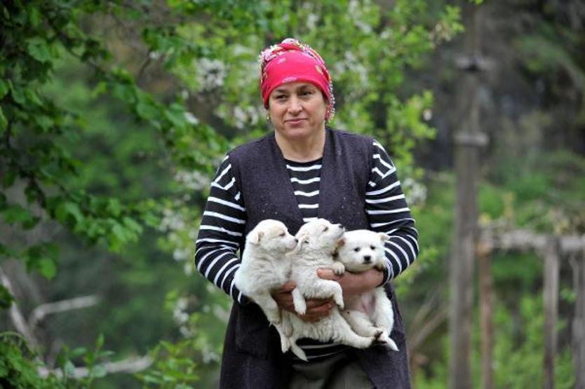 Bahar geldi, Karadenizli kadınlar tarlalara çıktı