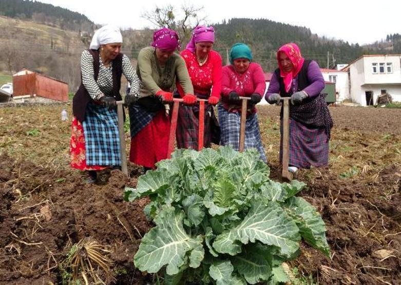 Bahar geldi, Karadenizli kadınlar tarlalara çıktı