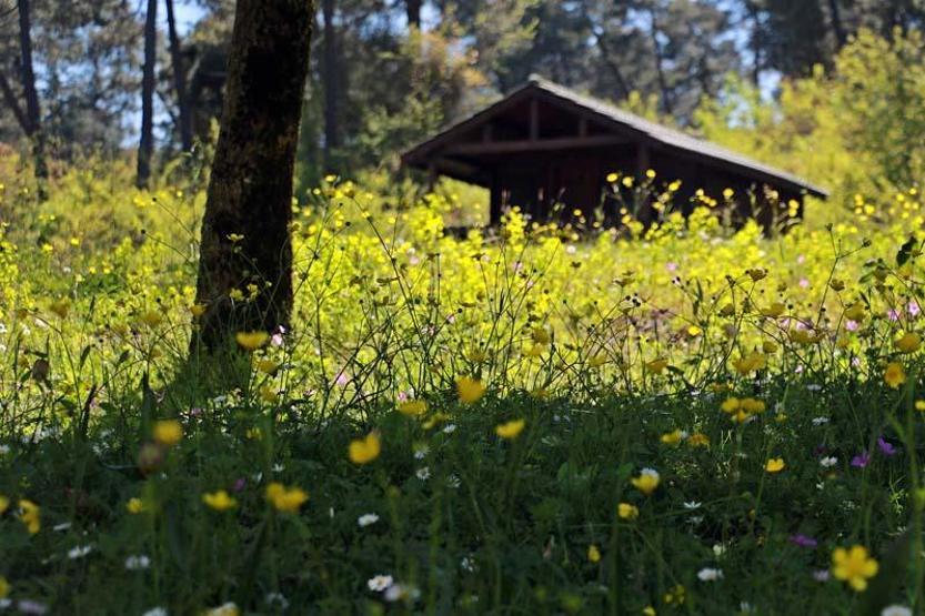 Sarıgazel Tabiat Parkı, sarıya büründü