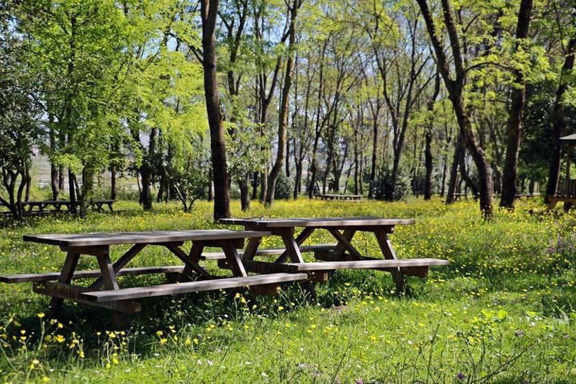 Sarıgazel Tabiat Parkı, sarıya büründü