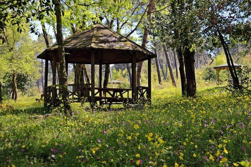 Sarıgazel Tabiat Parkı, sarıya büründü