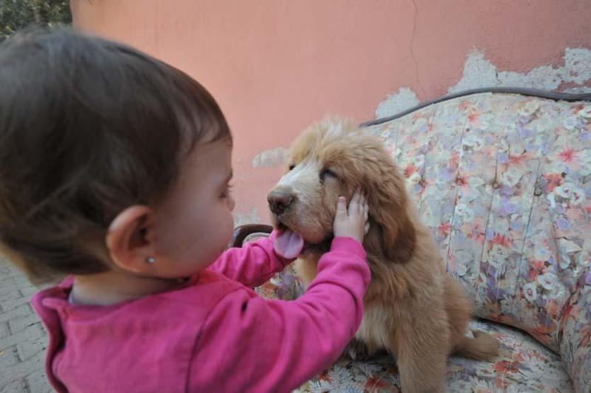 12 ülkeye cins köpek satıyor; değeri 300 bin TL olan da var